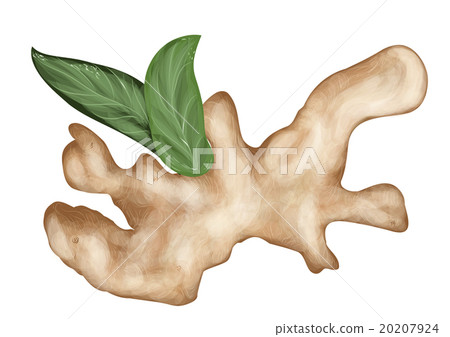 Ginger isolateed on white 20207924