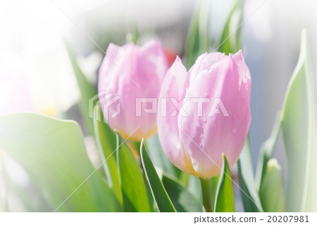 鬱金香 20207981