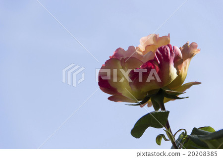 sky, flower, petal, flowers, light, pint, rose, le sky, flower, petal, flowers, light, pint, rose, le 20208385