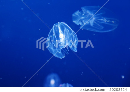 Kabuto水母 20208524
