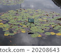 Water lily 20208643