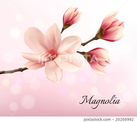Branch with two pink magnolia flowers. Vector. - Stock Illustration ...