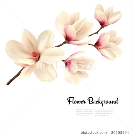 Flower background with blossom branch of magnolia. - Stock Illustration ...