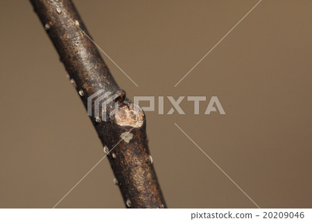Natural plant Nemuoki, leaf scar and round secondary bud (spare bud). It seems that natural winter bud is under the leaf scar and can not be seen 20209046