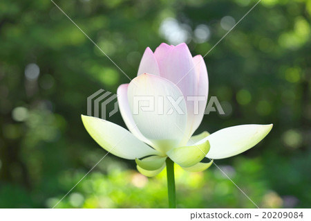 很多京都 20209084