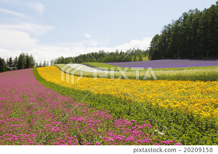 lavender 20209158