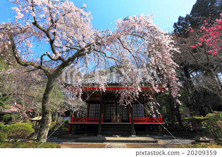 Gotemba Higashiyama Kannondo的櫻花 Gotemba Higashiyama Kannondo的櫻花 20209359
