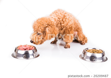 Poodle dog choosing between raw meat or kibbles Poodle dog choosing between raw meat or kibbles 20209487