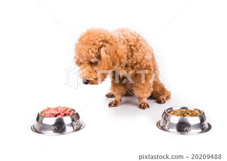 Poodle dog choosing between raw meat or kibbles Poodle dog choosing between raw meat or kibbles 20209488