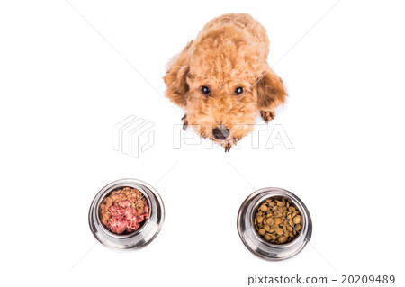 Poodle dog choosing between raw meat or kibbles Poodle dog choosing between raw meat or kibbles 20209489