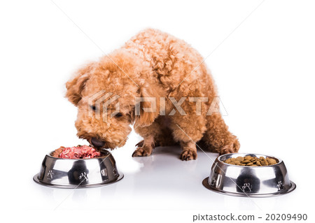 Poodle dog chooses delicious raw meat over kibbles Poodle dog chooses delicious raw meat over kibbles 20209490