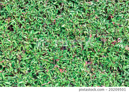 green leaves background 20209501