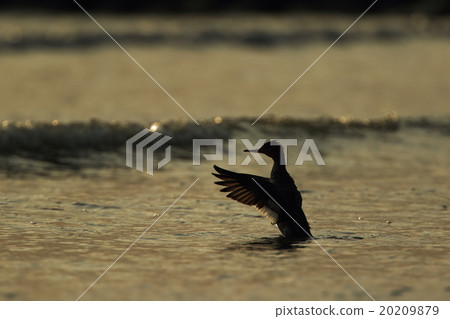 Living beings Birds Umiyasa, growing at the edge of the waves at dusk in winter Living beings Birds Umiyasa, growing at the edge of the waves at dusk in winter 20209879