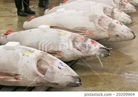 Tsukiji book tuna Tsukiji book tuna 20209904