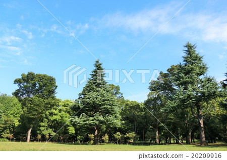 東京代代木公園 20209916