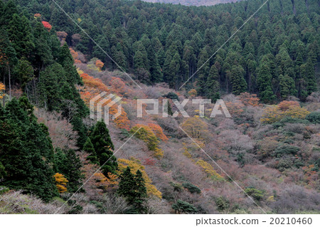 Mountains of autumn leaves 20210460