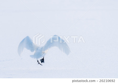 天鵝跳舞 20210692