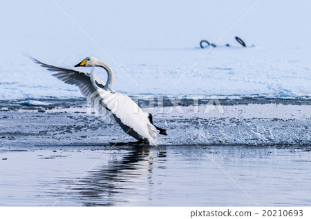 天鵝登陸 20210693