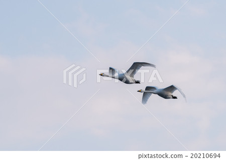 交配天鵝 20210694