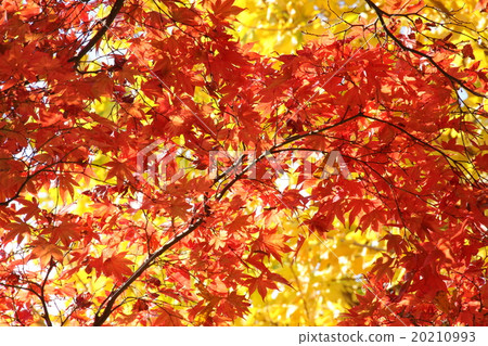 Autumn leaves 20210993