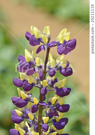 羽扇豆 羽扇豆 20211119