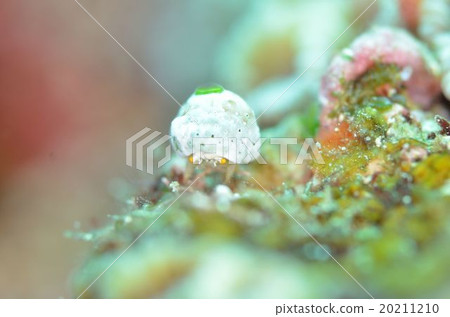 小笠原凱美瑞（Yukiko Boyishigan） 20211210