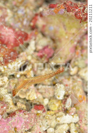 Kogalashshire 20211211