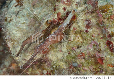 Razorfly Pair 20211212