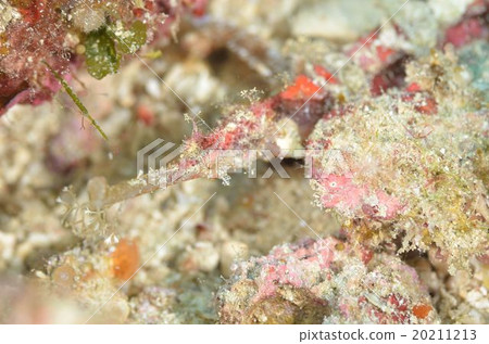 Tatsuumiyakko 20211213