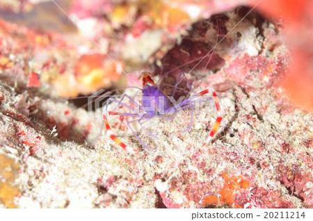 Violet boxer shrimp 20211214