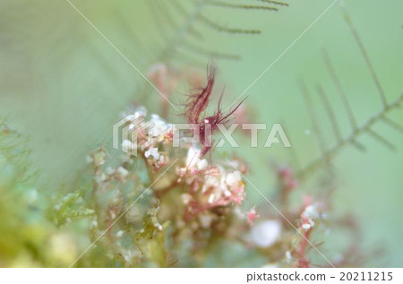 Phyco Caris Simulence Phyco Caris Simulence 20211215