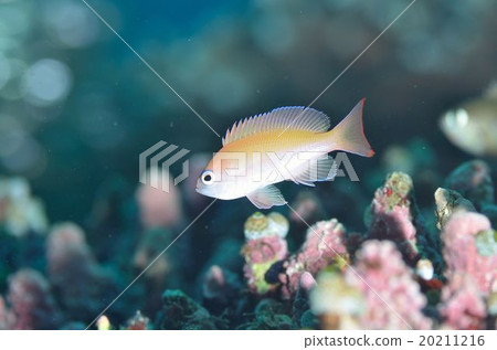 Kerama hanadai yg Kerama hanadai yg 20211216