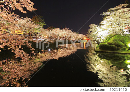 松花公園的櫻花 松花公園的櫻花 20211450
