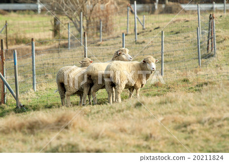 Grazing of sheep 20211824