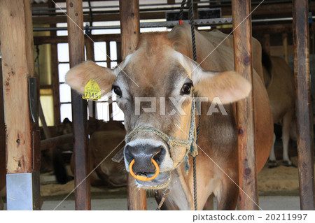 A cow A cow 20211997