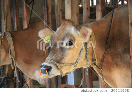 A cow A cow 20211998