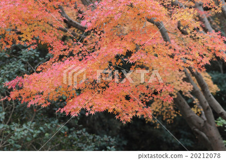 Autumn leaves Autumn leaves 20212078