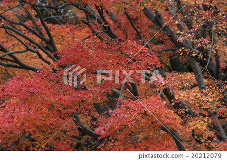 Autumn leaves 20212079