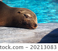 加州海獅（上野動物園） 20213083