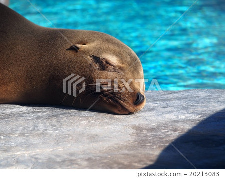 加州海獅(上野動物園) 加州海獅(上野動物園) 20213083