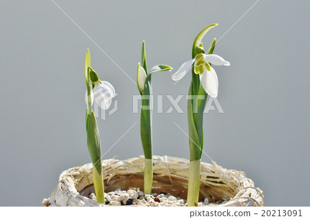 Snow Drop Snow Drop 20213091