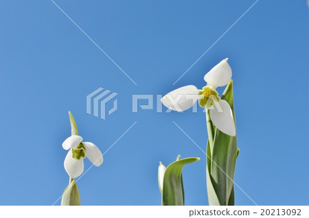 Snowdrop和藍天 20213092
