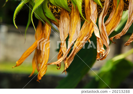 Closeup of Withered sunflower 20213288