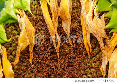 Closeup of Withered sunflower 20213289