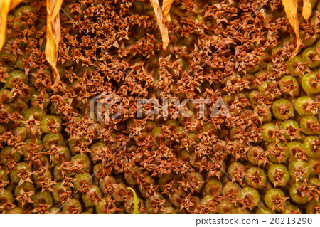 Closeup of Withered sunflower 20213290