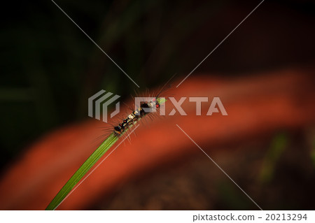 caterpillar worm on leaf caterpillar worm on leaf 20213294