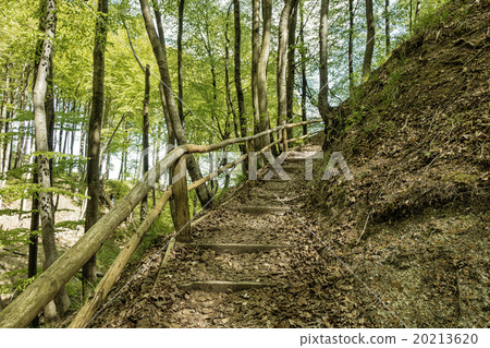 Coastal forest 20213620