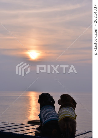 Two dachs looking at the setting sunset Two dachs looking at the setting sunset 20214337