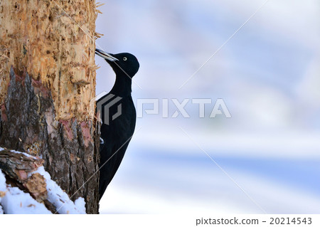 Winter bear seal 20214543