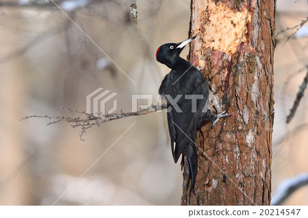 Winter bear seal 20214547